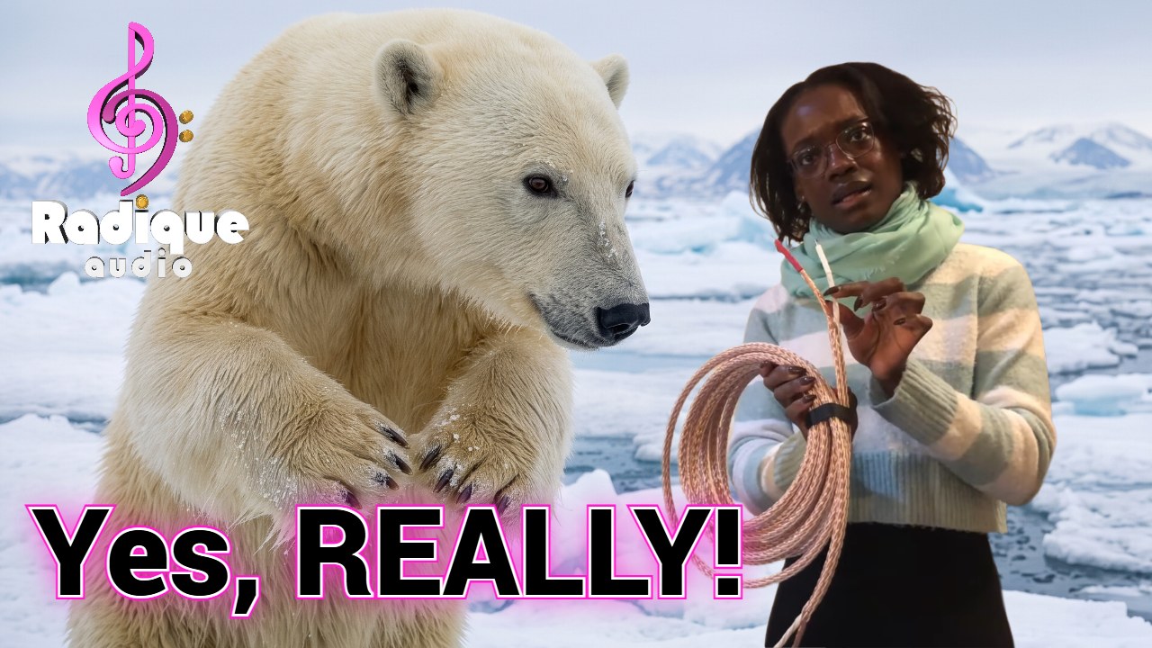 Polar bears with Kimber Kable — Amplified Issue 2 cover